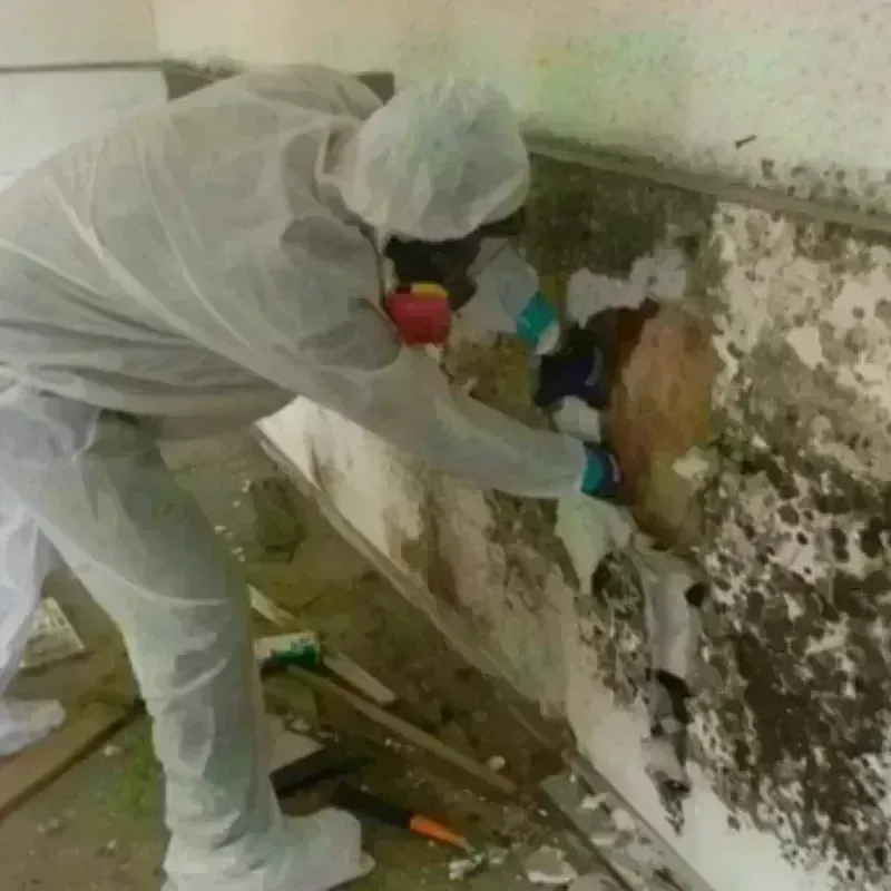 Mold Remediation and Removal in Citrus Springs, FL